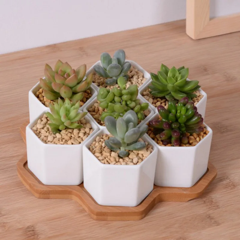 Echeveria Succulent - Set van 4/7/9/10 Hexagon Bloempotten Witte