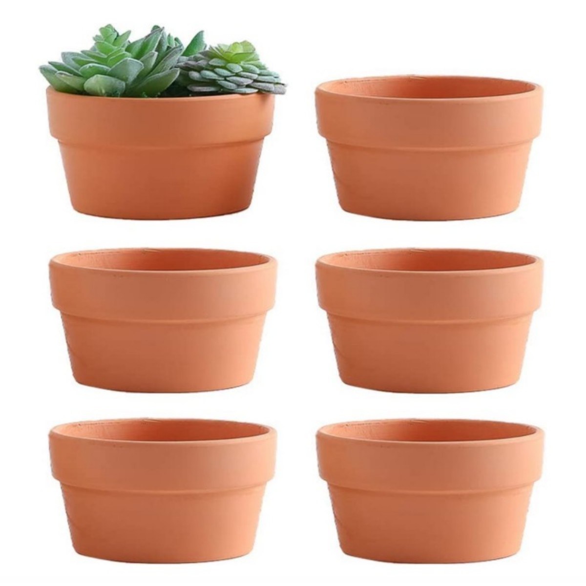 6 Stuks Terracotta Buldpotten  - Echeveria Succulent recensie en prijs