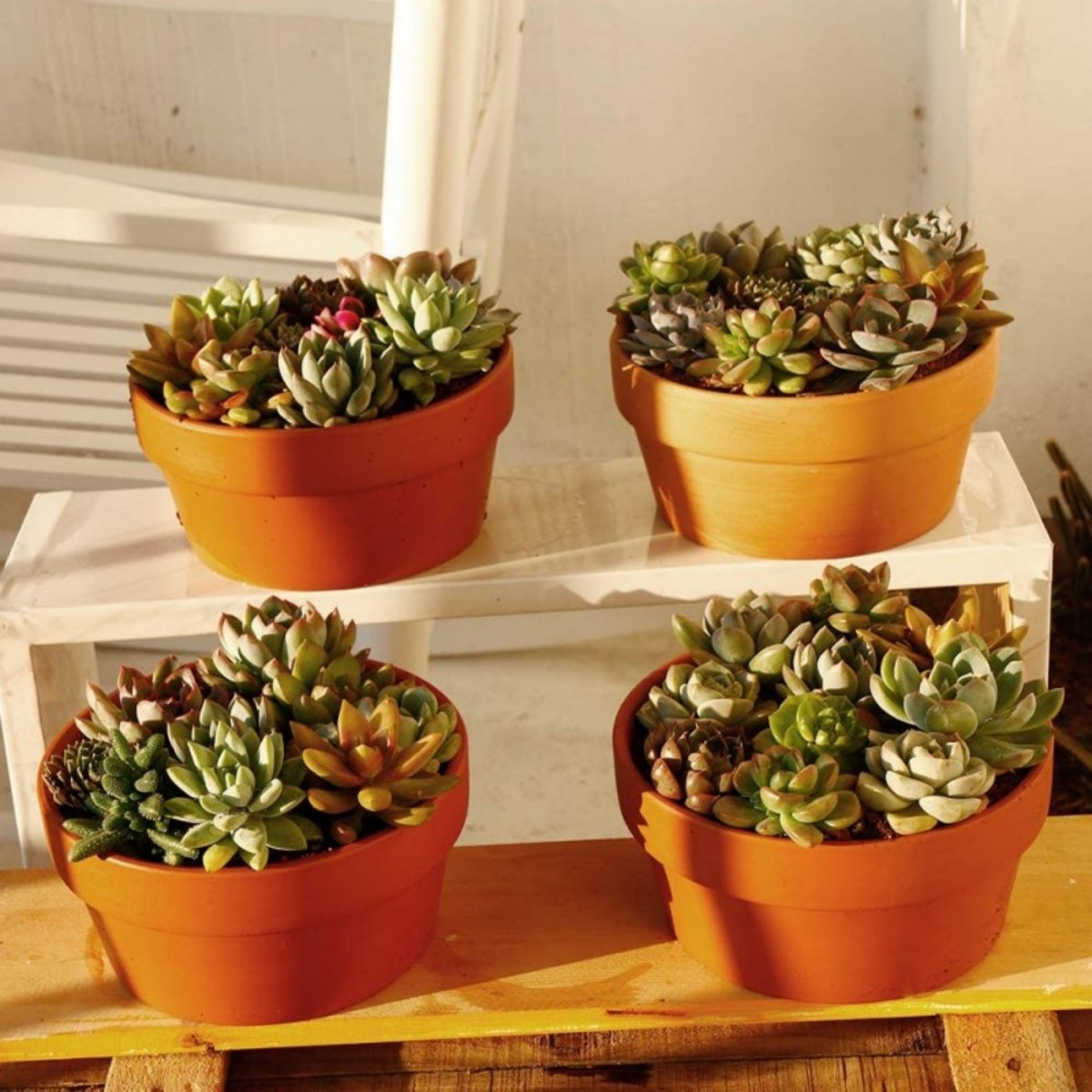 6 Stuks Terracotta Buldpotten  - Echeveria Succulent recensie en prijs