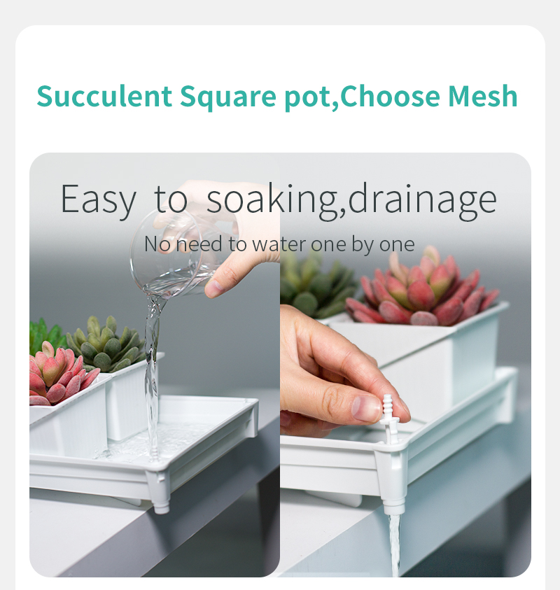 Meshpot Sappige Pot Set Cactus - Echeveria Succulent recensie en prijs