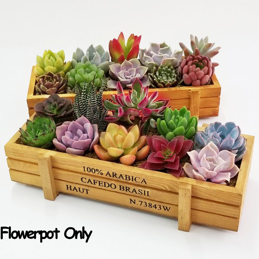 1PC Gereedschap Tuin Decor Tro - Echeveria Succulent recensie en prijs