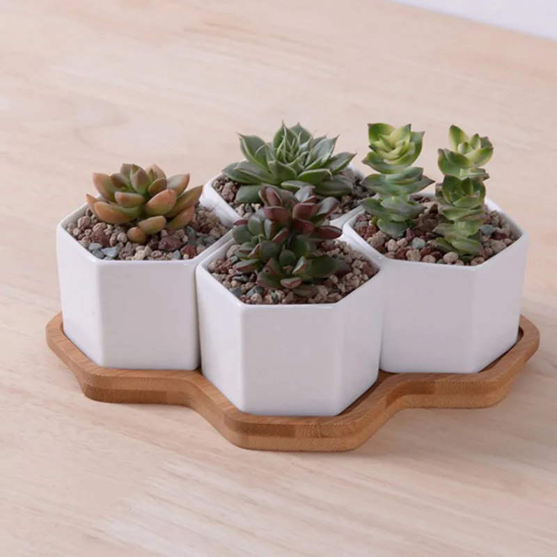 Set van 4/7/9/10 Hexagon Bloem - Echeveria Succulent recensie en prijs