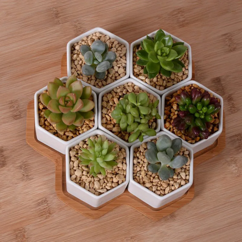 Set van 4/7/9/10 Hexagon Bloem - Echeveria Succulent recensie en prijs