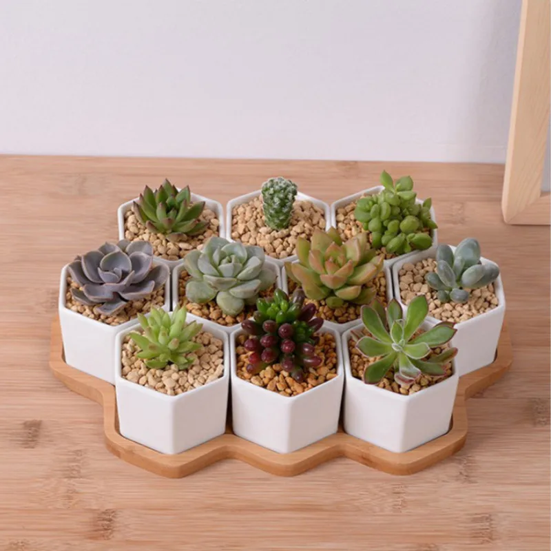 Set van 4/7/9/10 Hexagon Bloem - Echeveria Succulent recensie en prijs