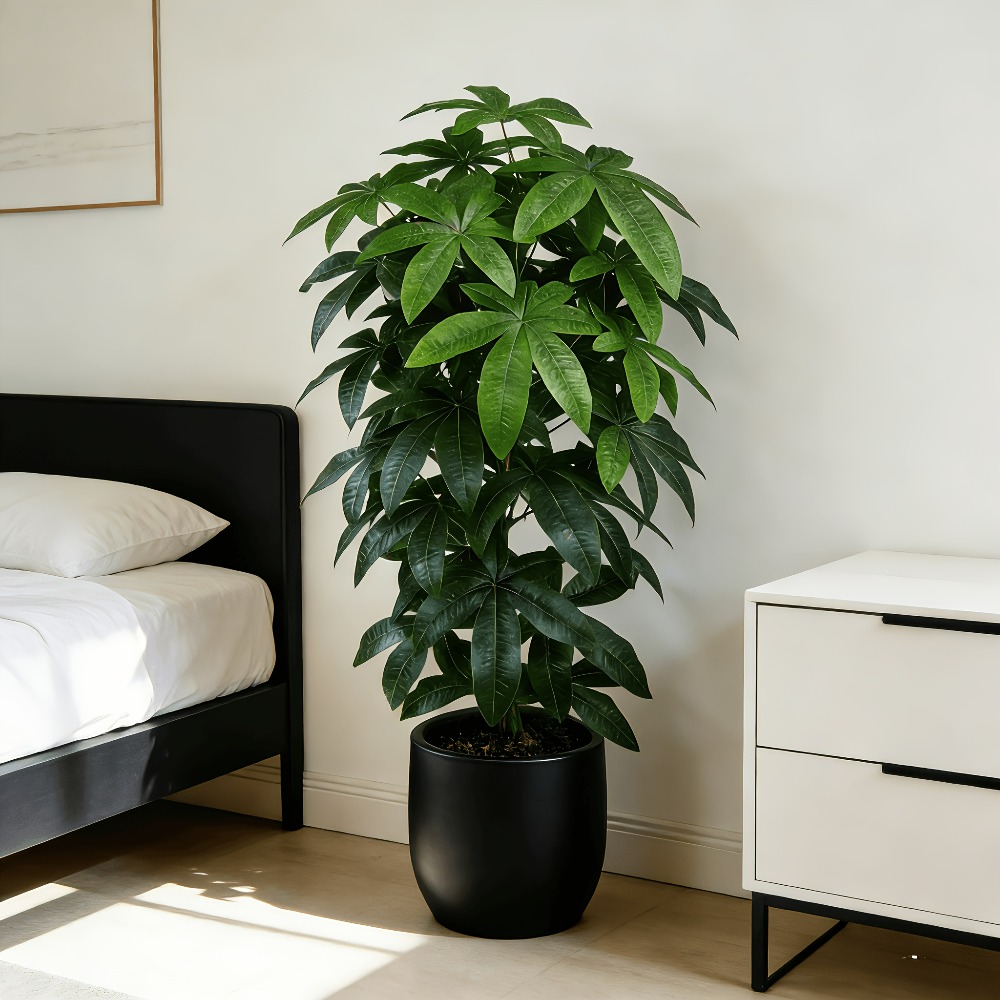 Een kunstmatige geldboom Pachi - Ficus Lyrata Tree recensie en prijs